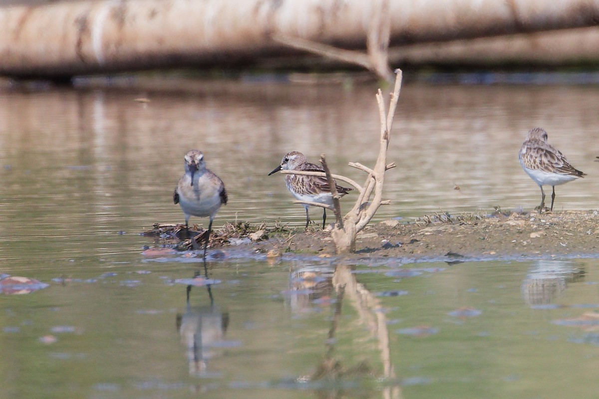 Побережник малий - ML645827774