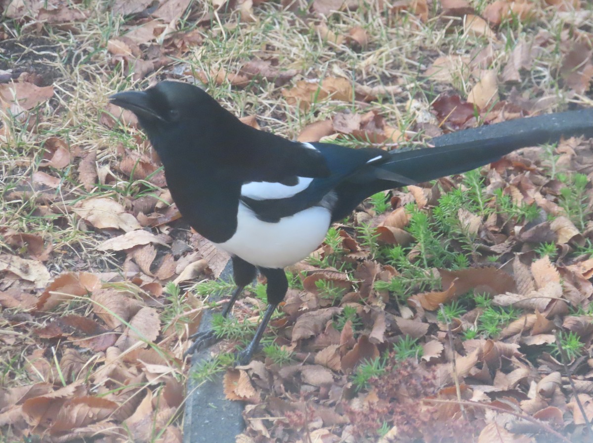 Сорока канадська - ML645827775