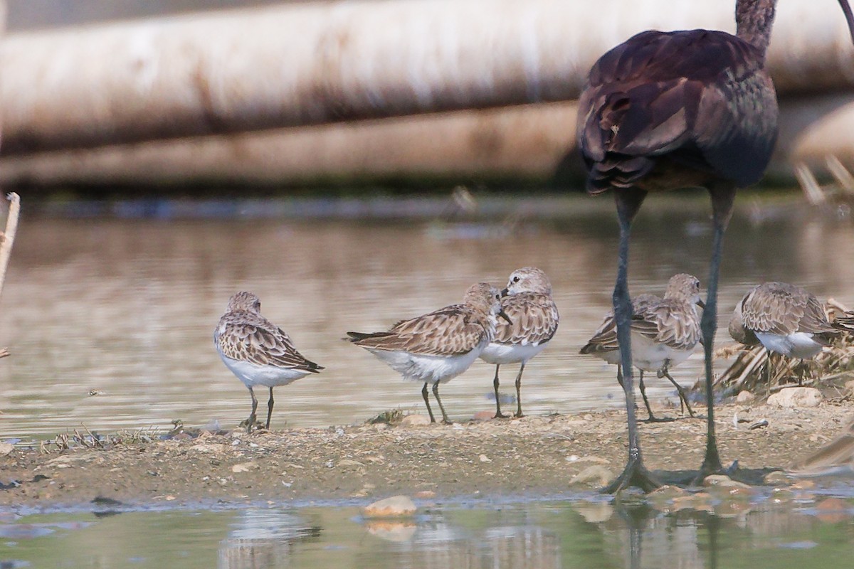 Побережник малий - ML645827776