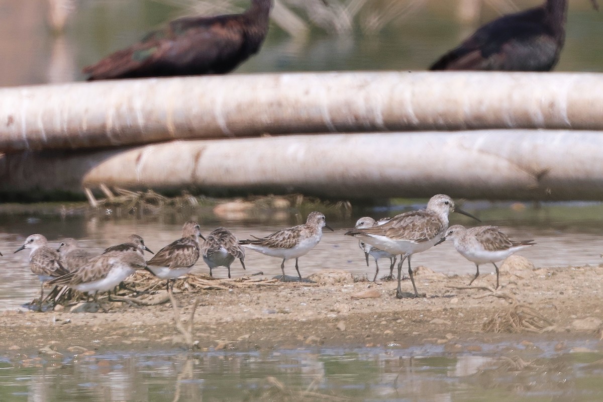 Побережник малий - ML645827777