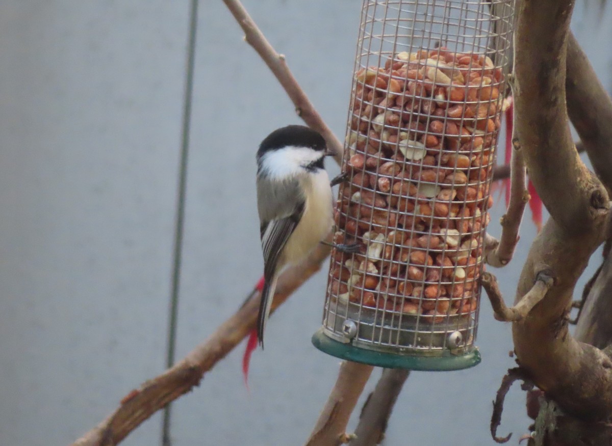 Гаїчка світлокрила - ML645827778