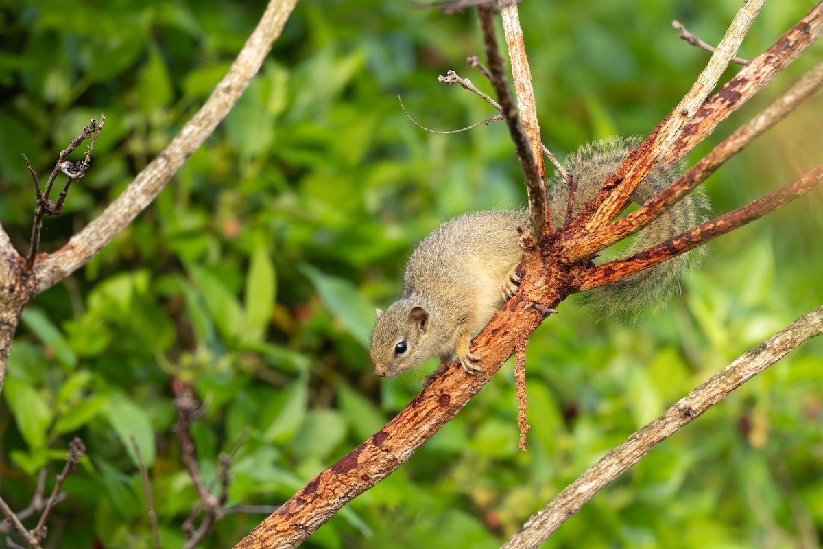 Ochre Bush Squirrel - ML645827780