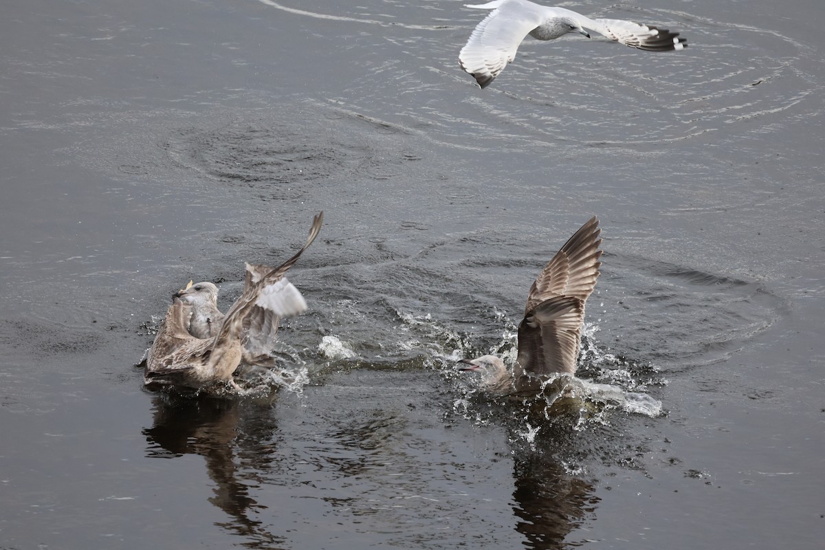 Мартин американський - ML645827781