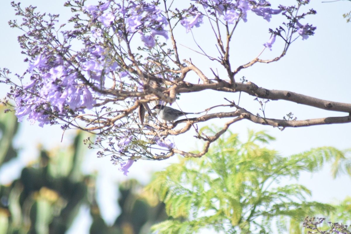 Txinbo burubeltza - ML645827783