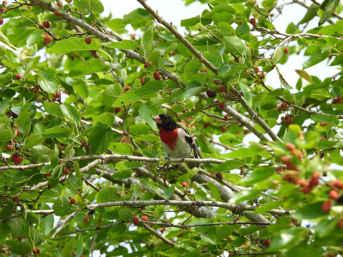 Rose-breasted Grosbeak - ML645827785