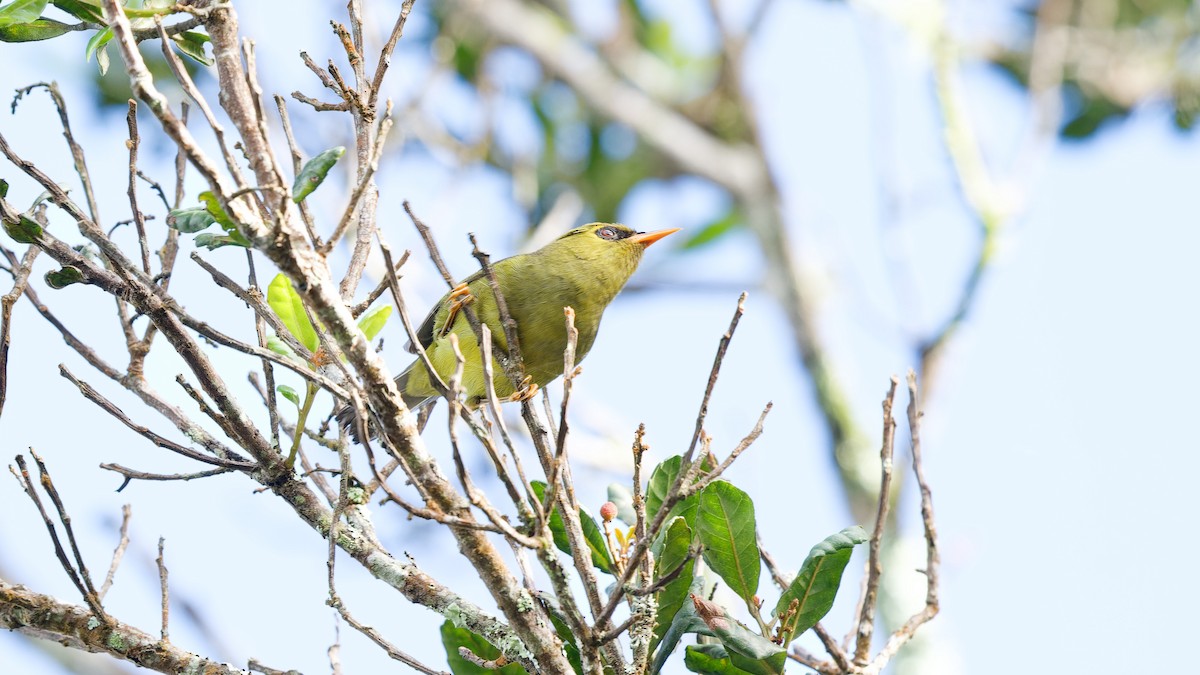 Mountain Black-eye - ML645827789