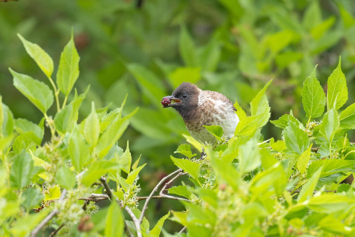 Common Bulbul (Dodson's) - ML645827791