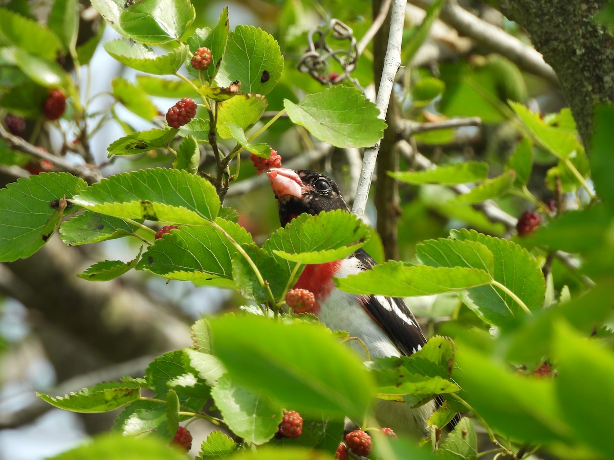Rose-breasted Grosbeak - ML645827792