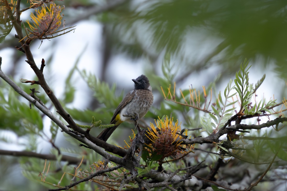 Common Bulbul (Dodson's) - ML645827794