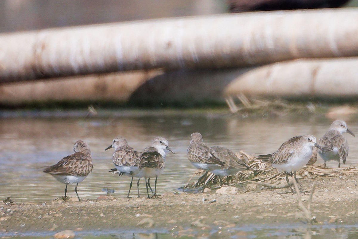 Little Stint - ML645827797