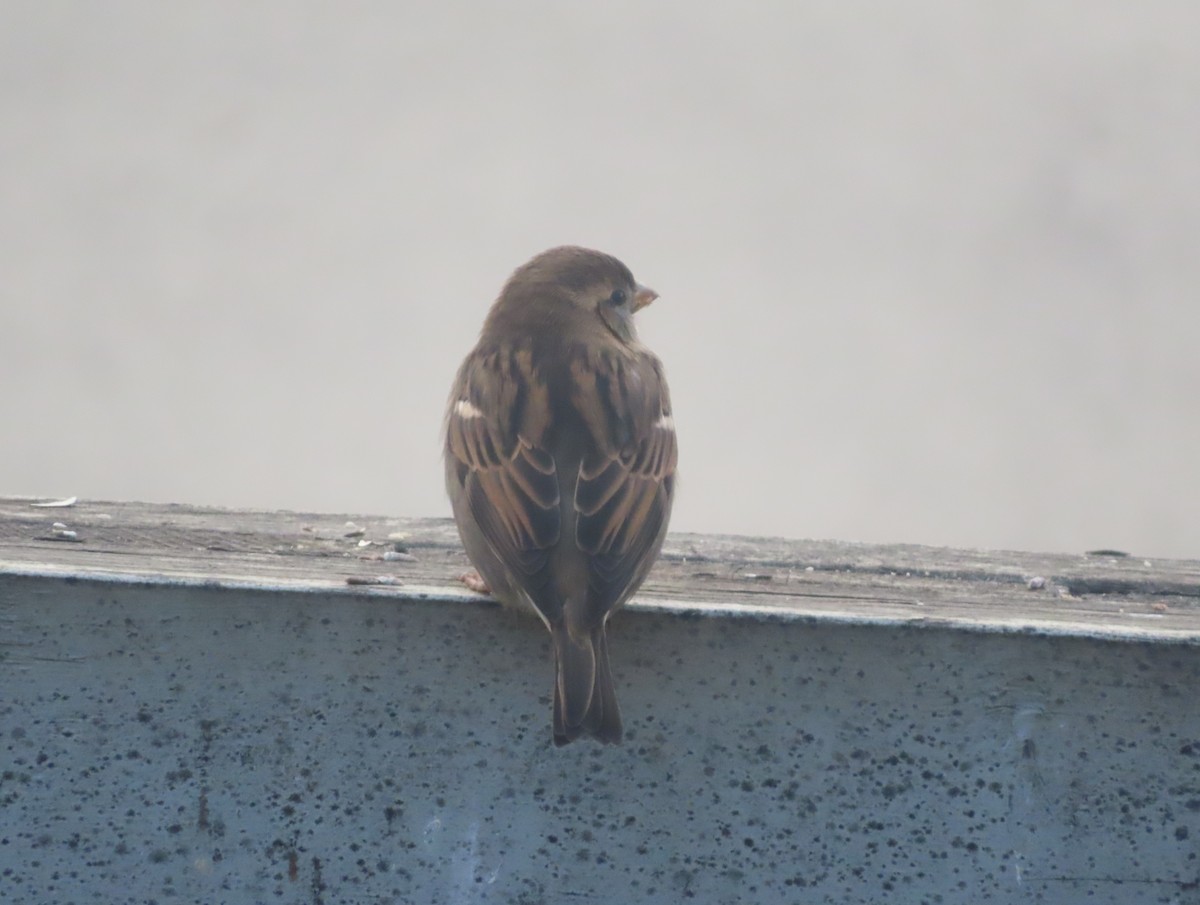 Gorrión Común - ML645827809