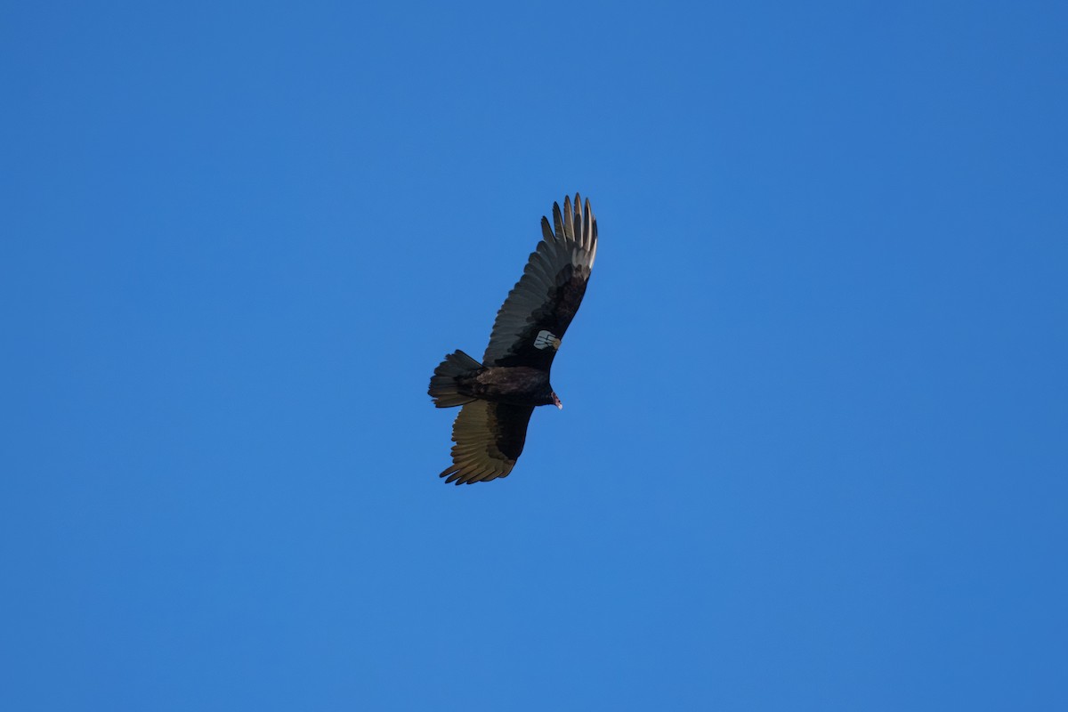 Turkey Vulture - ML645827810