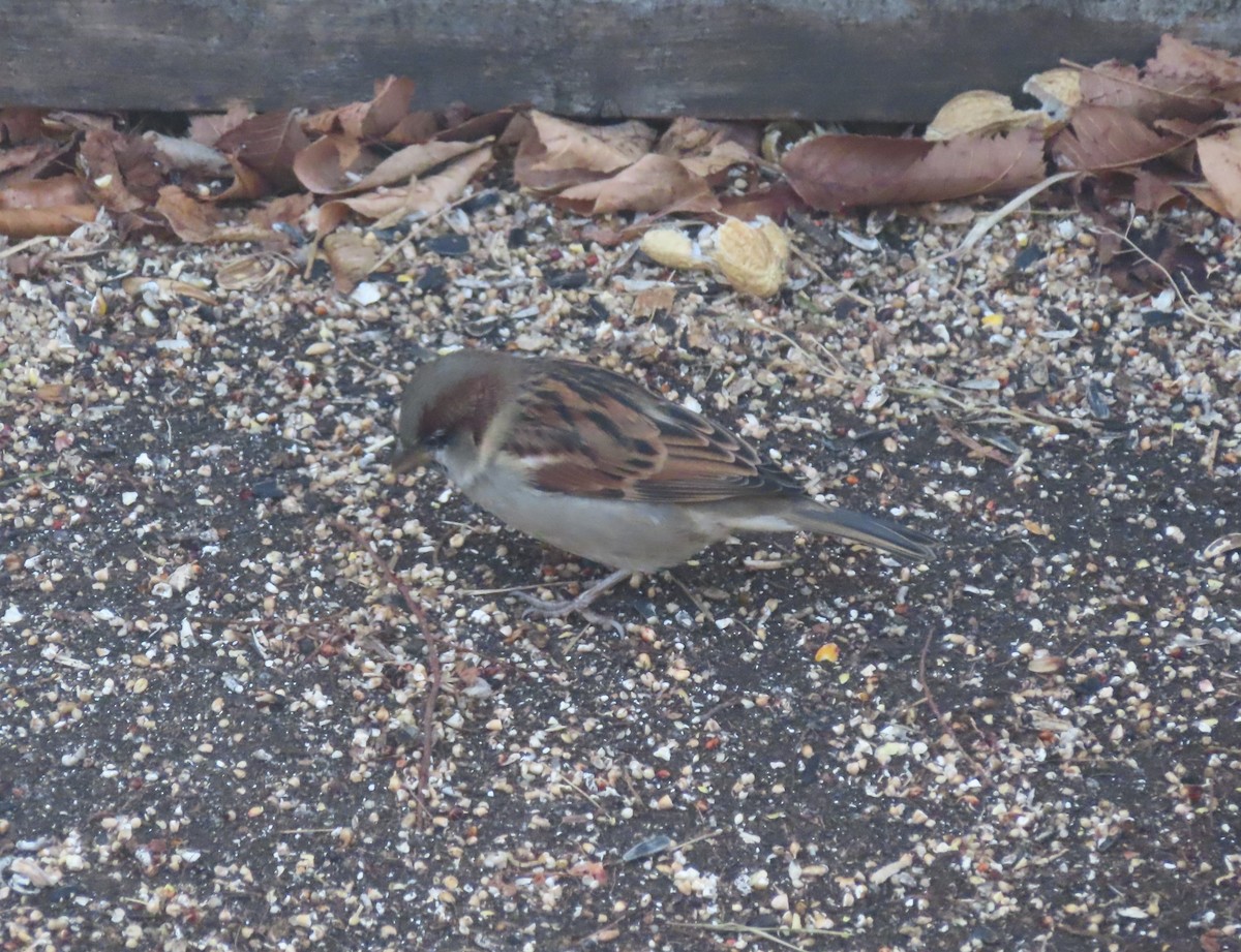 Gorrión Común - ML645827811