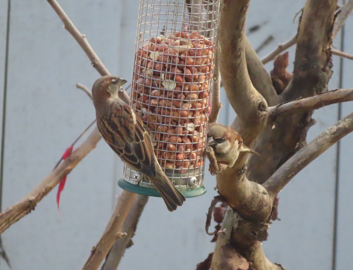 Gorrión Común - ML645827812