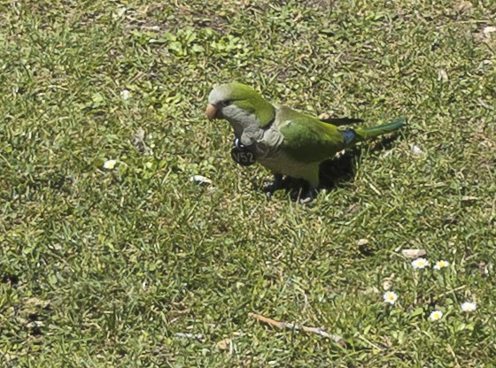 Papagai bulargrisa - ML645827827