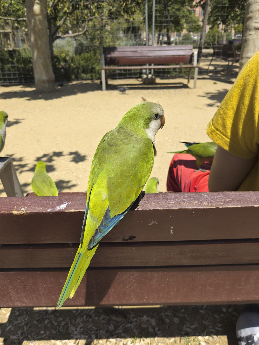 Papagai bulargrisa - ML645827828