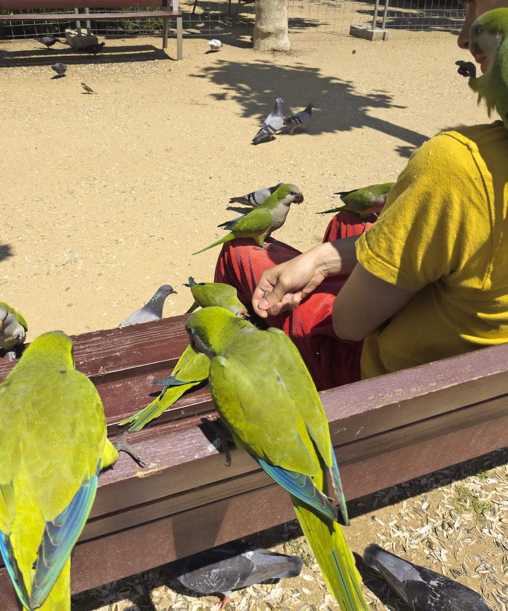 Papagai bulargrisa - ML645827829