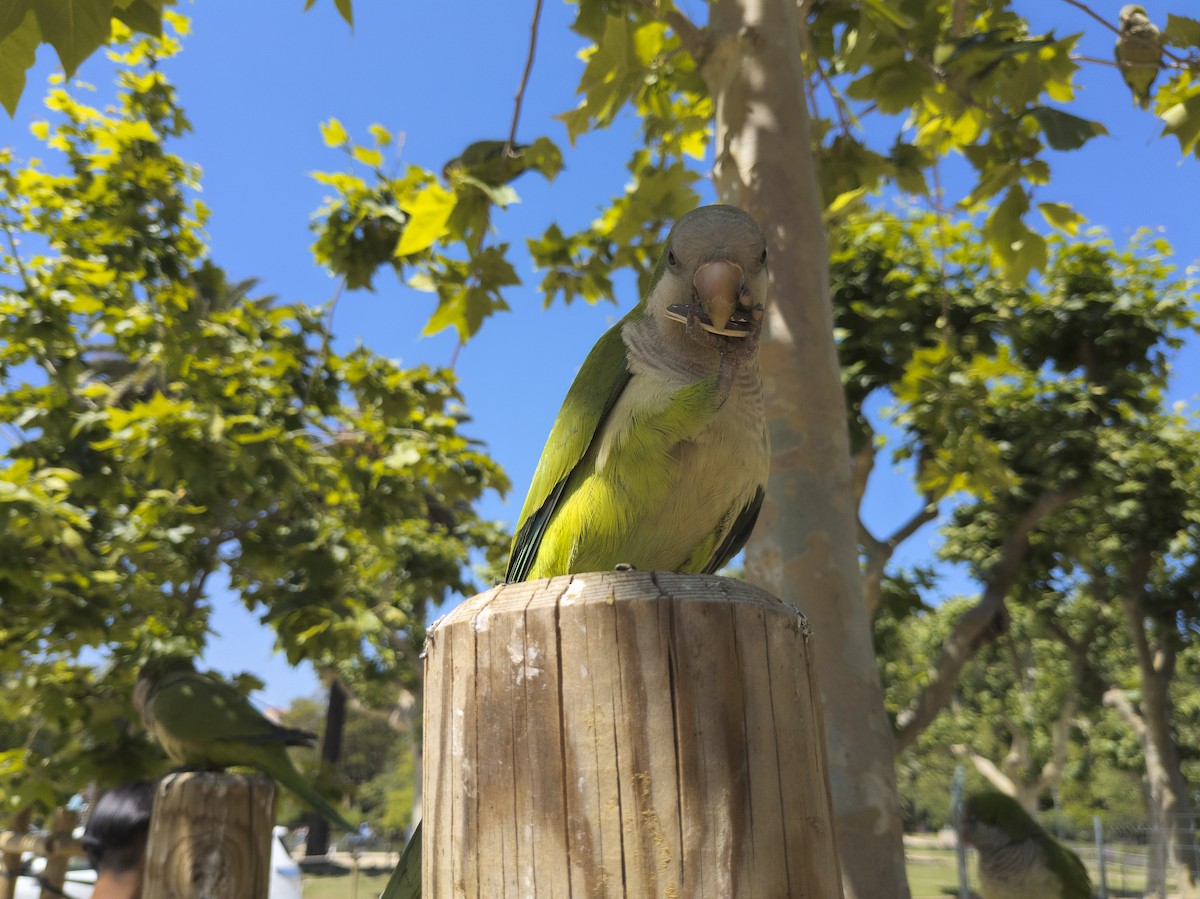 Papagai bulargrisa - ML645827830