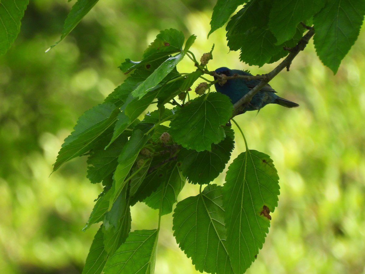 Indigo Bunting - ML645827849