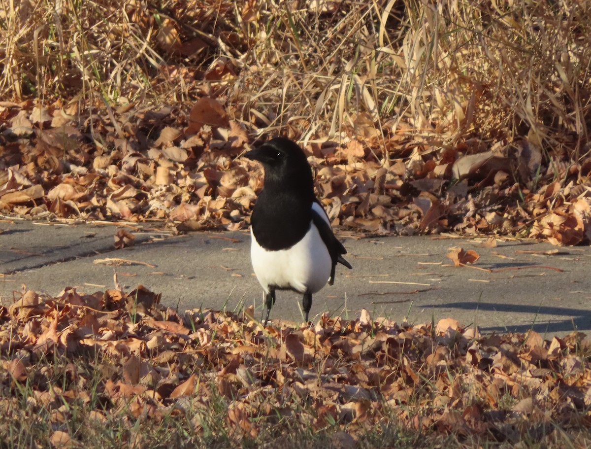 straka americká - ML645827851