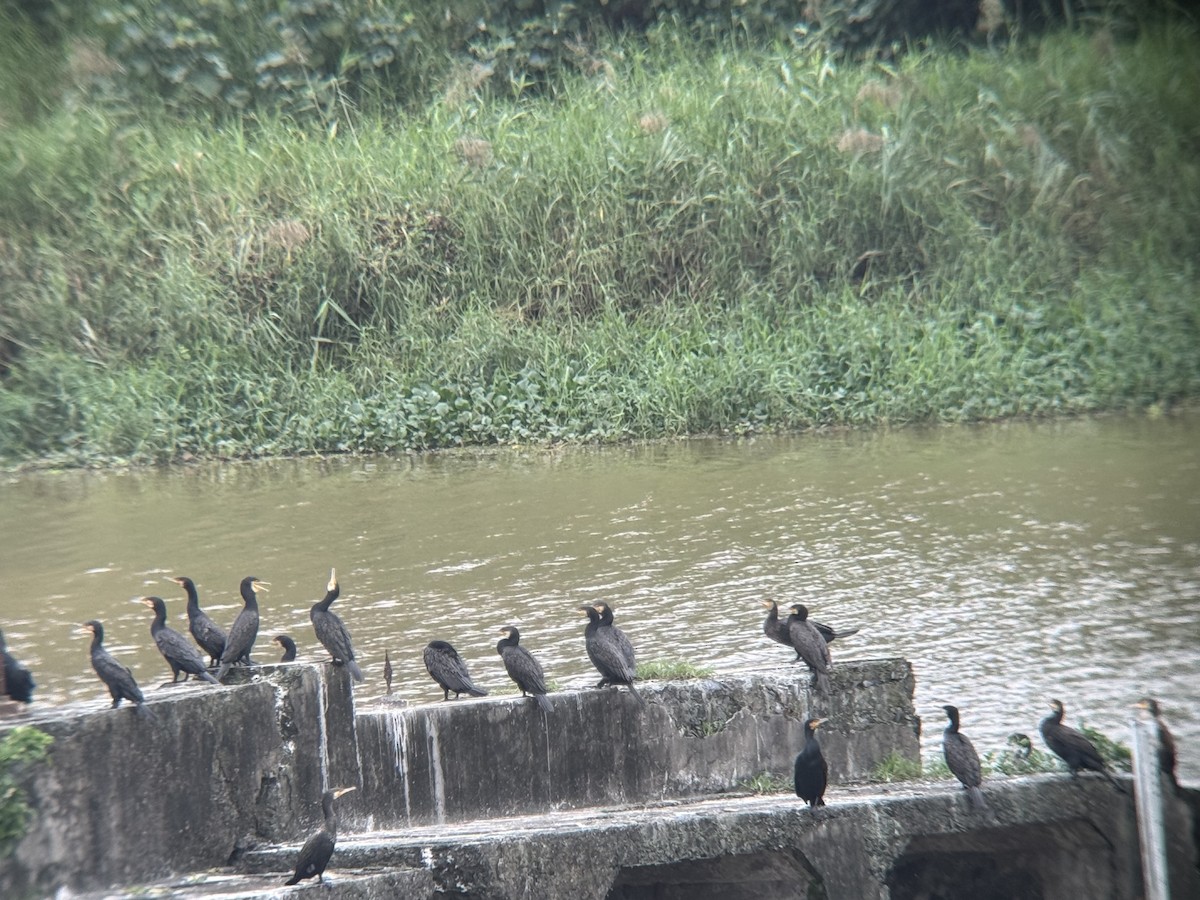 storskarv - ML645827852