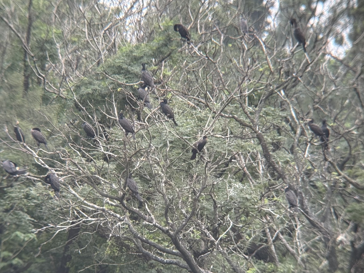 storskarv - ML645827853