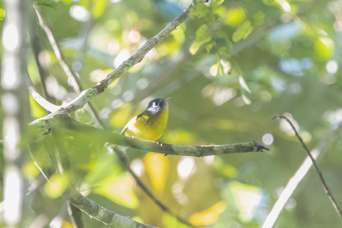 gråkinnsanger - ML645827854