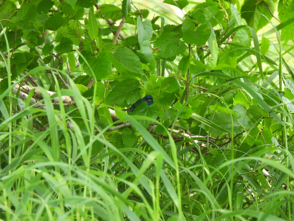 indigospurv - ML645827855