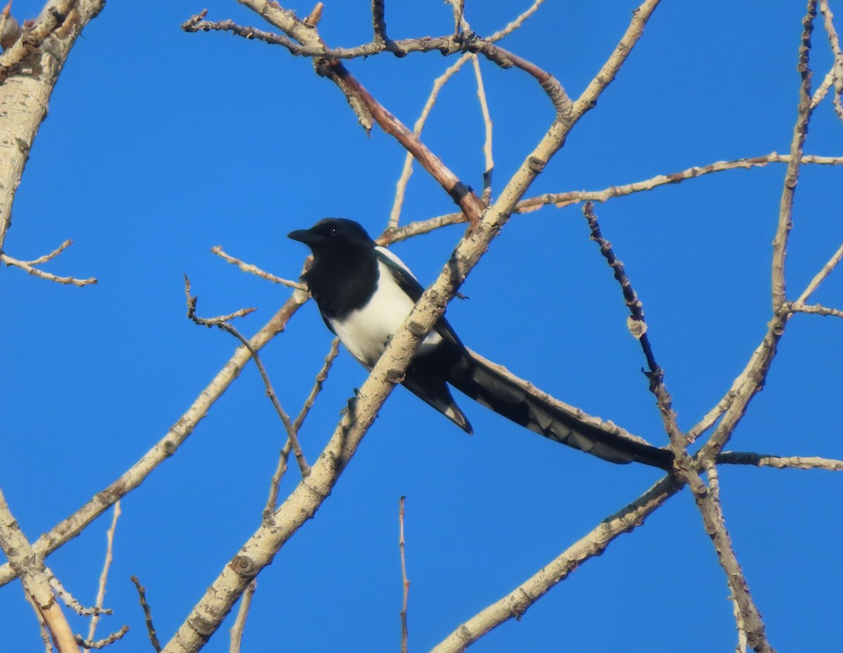 svartnebbskjære - ML645827857