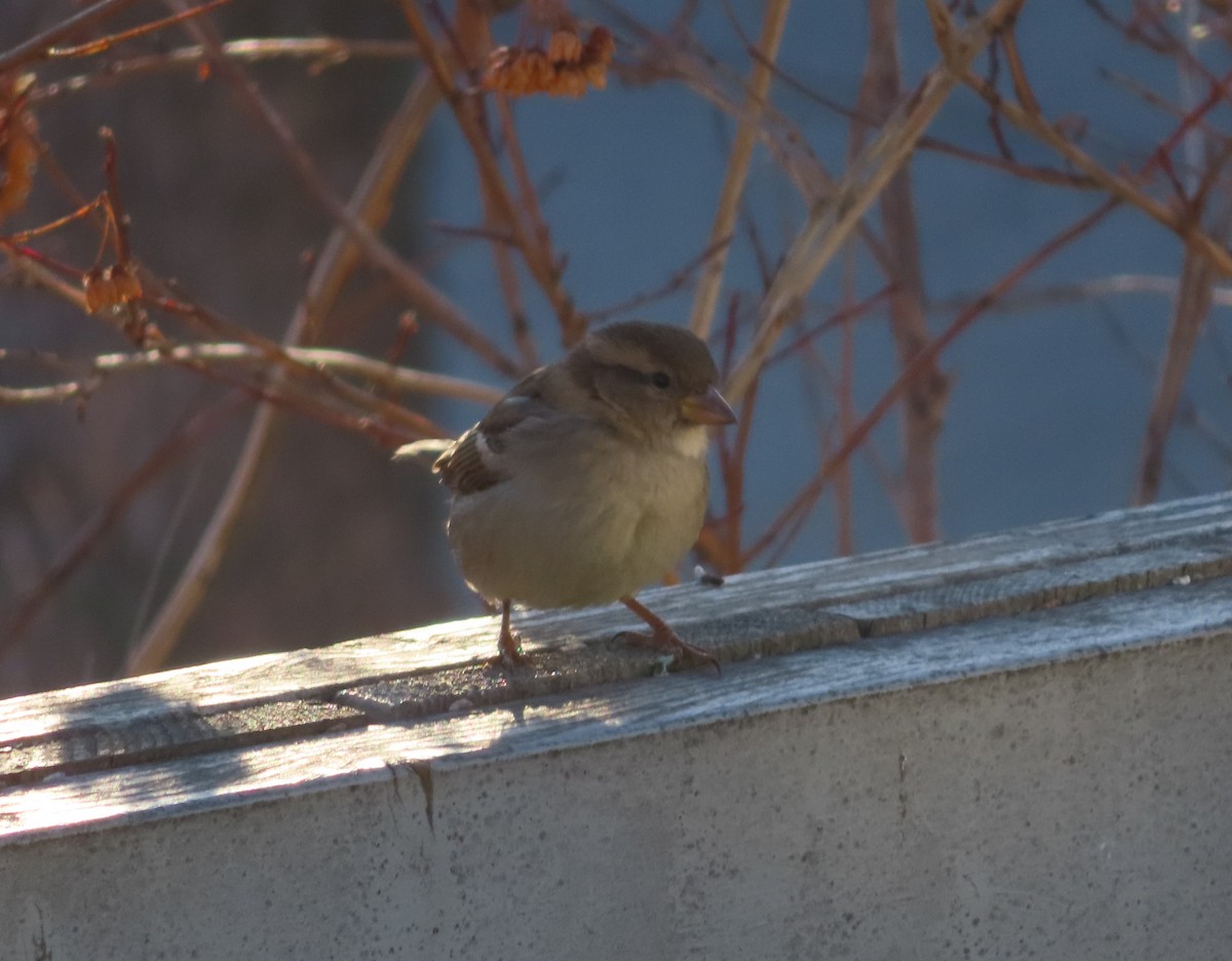 gråspurv - ML645827858