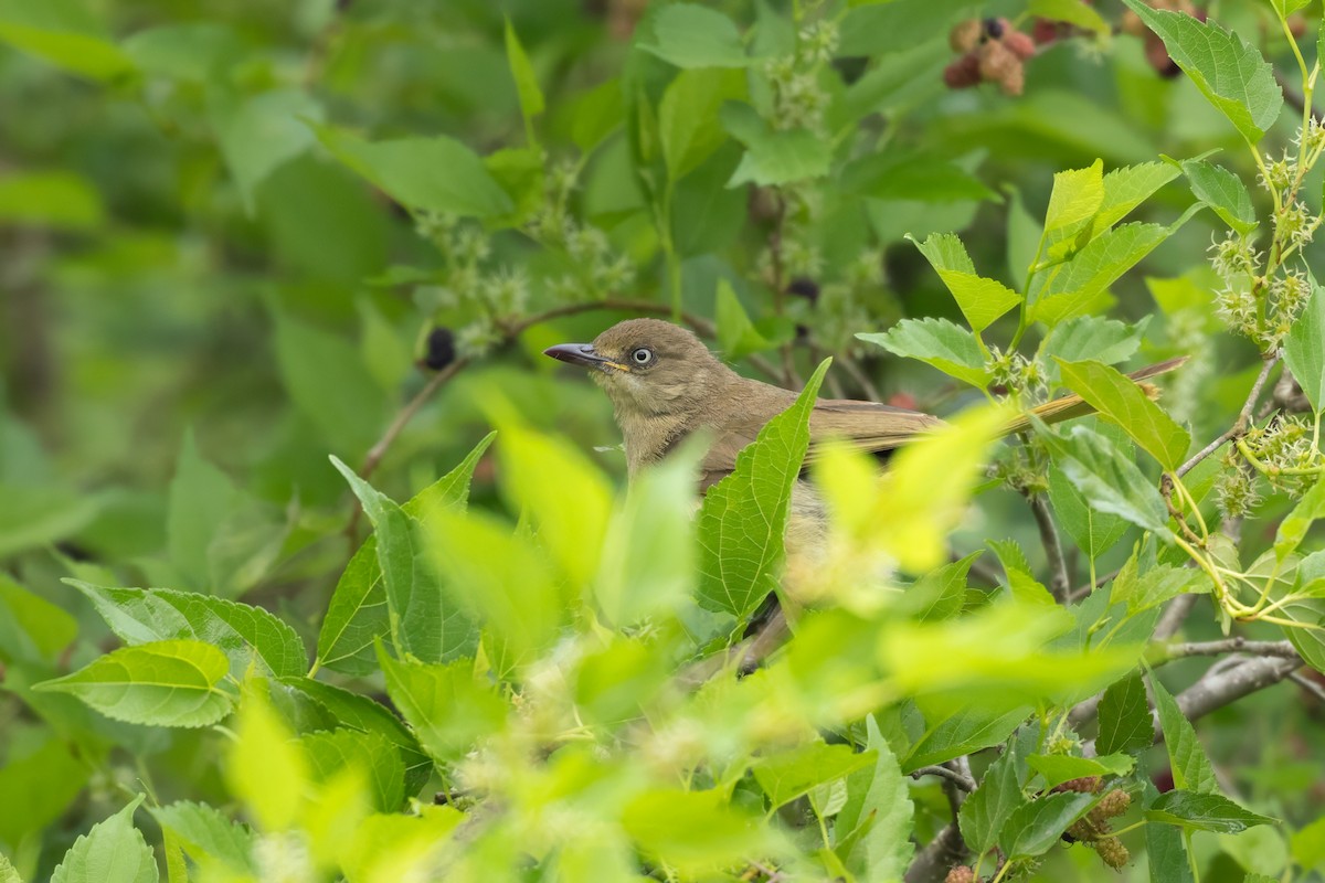 krattbylbyl - ML645827859