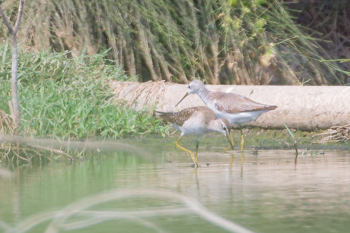 damsnipe - ML645827860