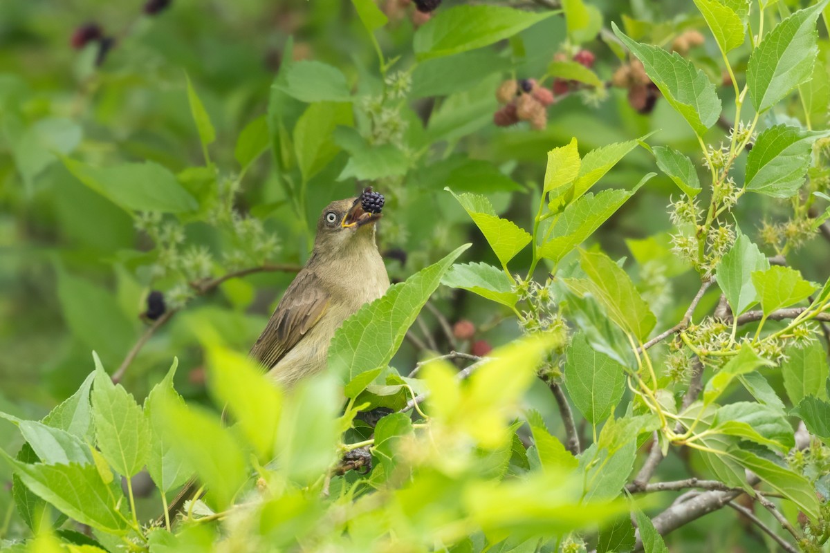 krattbylbyl - ML645827861