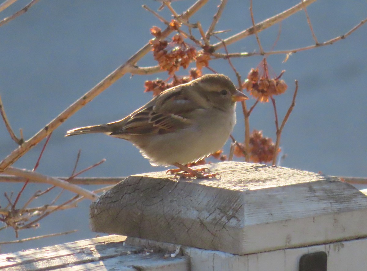 gråspurv - ML645827863