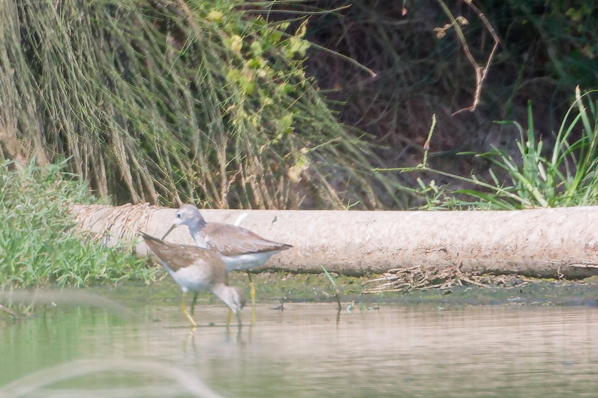 damsnipe - ML645827864