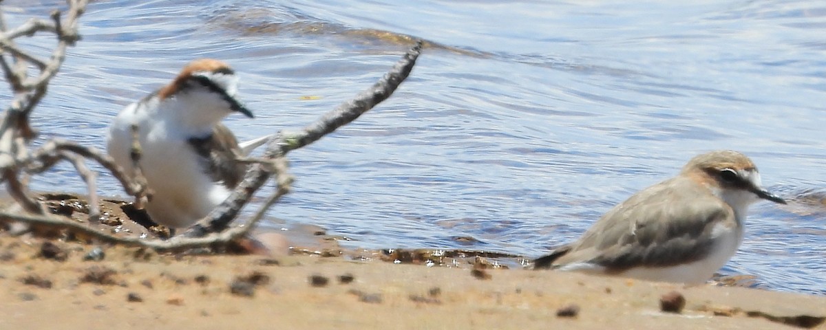 rødhettelo - ML645827865