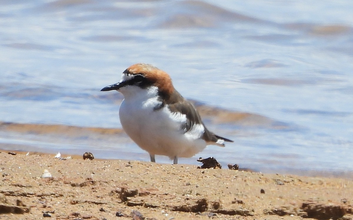 rødhettelo - ML645827866