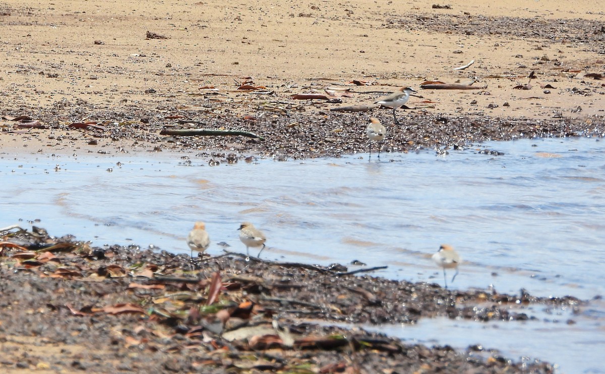 rødhettelo - ML645827867