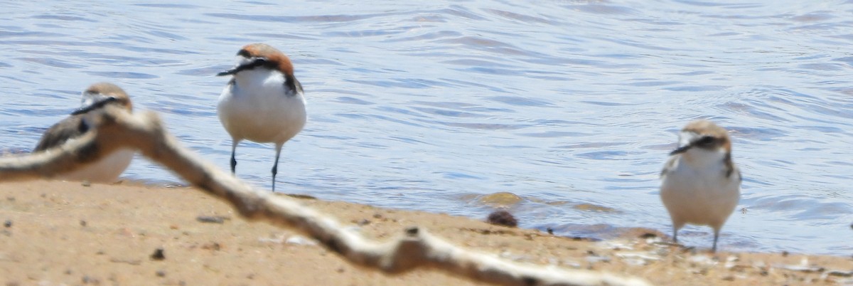 rødhettelo - ML645827868