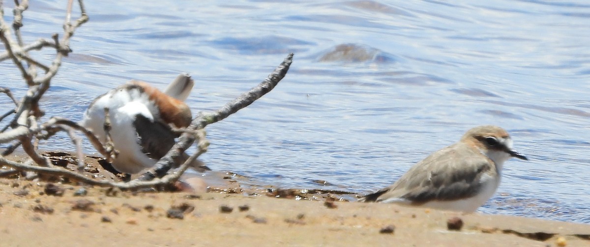 rødhettelo - ML645827869