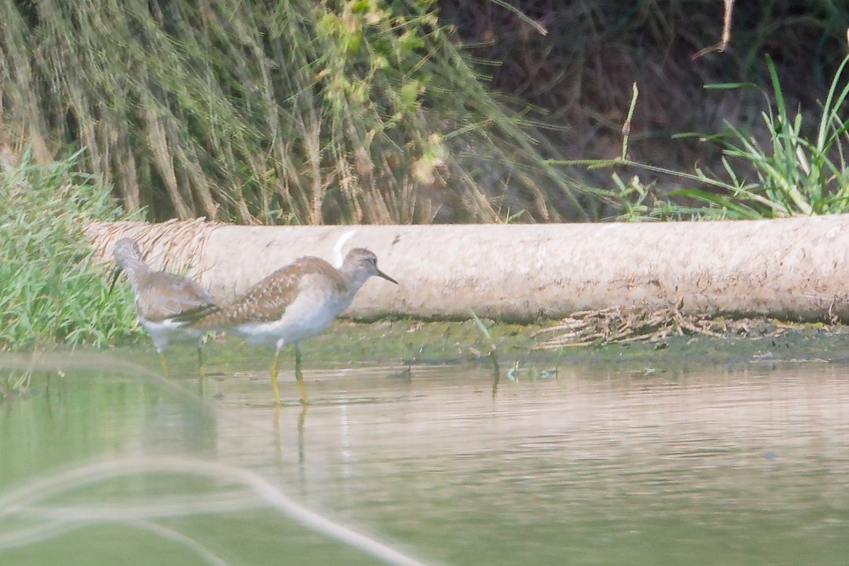 grønnstilk - ML645827870