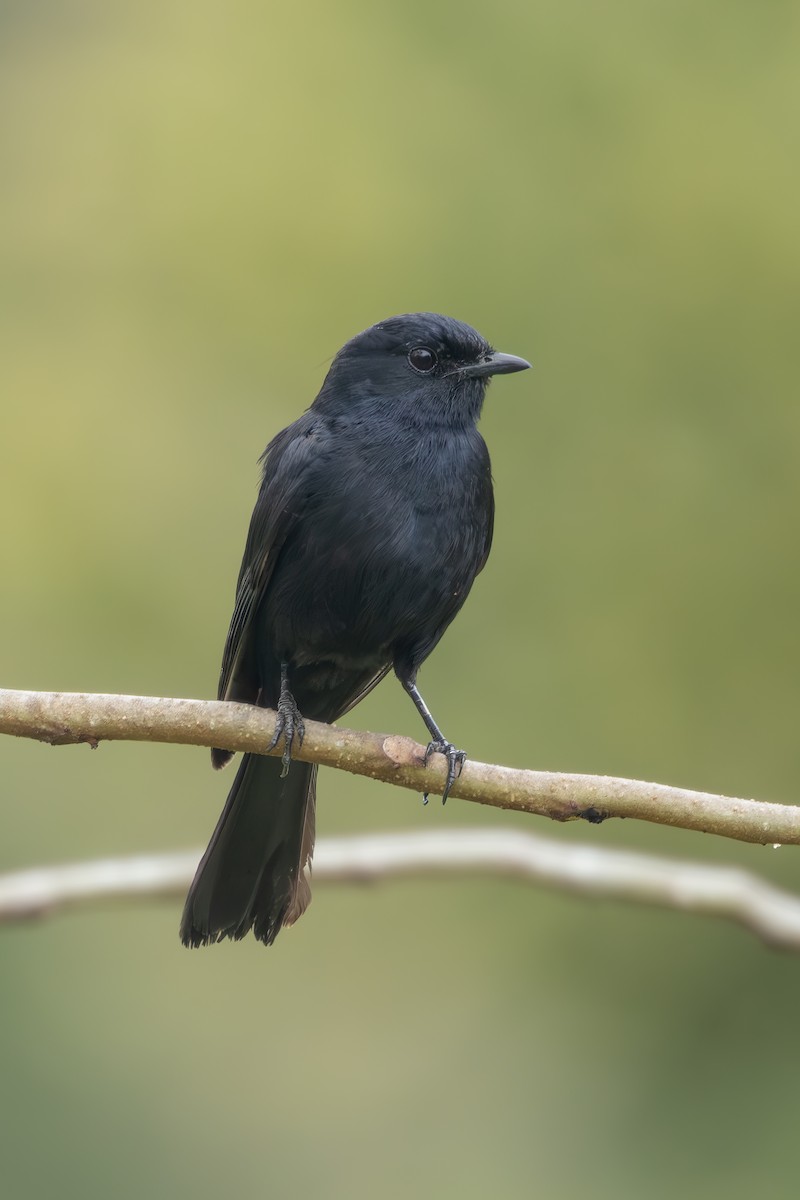 drongofluesnapper - ML645827871