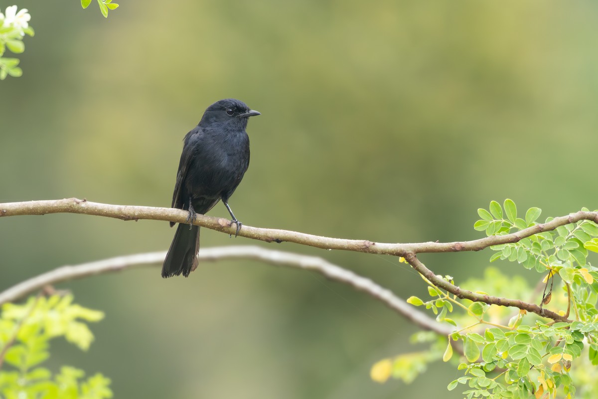 drongofluesnapper - ML645827872