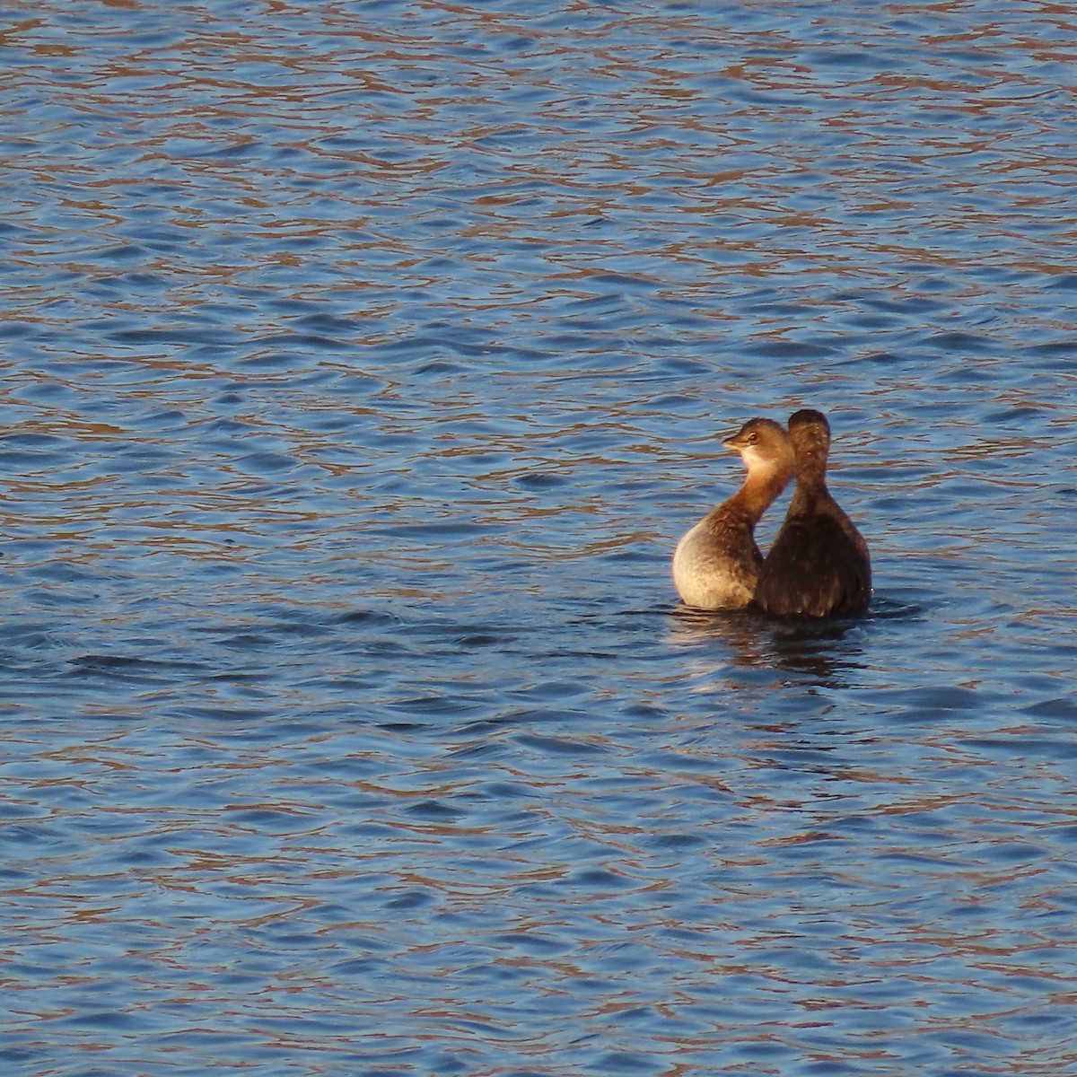 ringnebbdykker - ML645827873