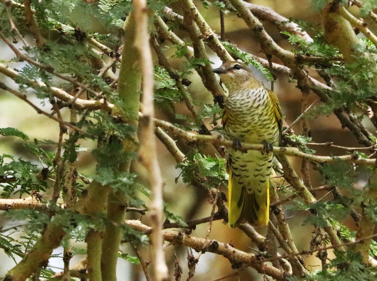 svartlarveeter - ML645827874