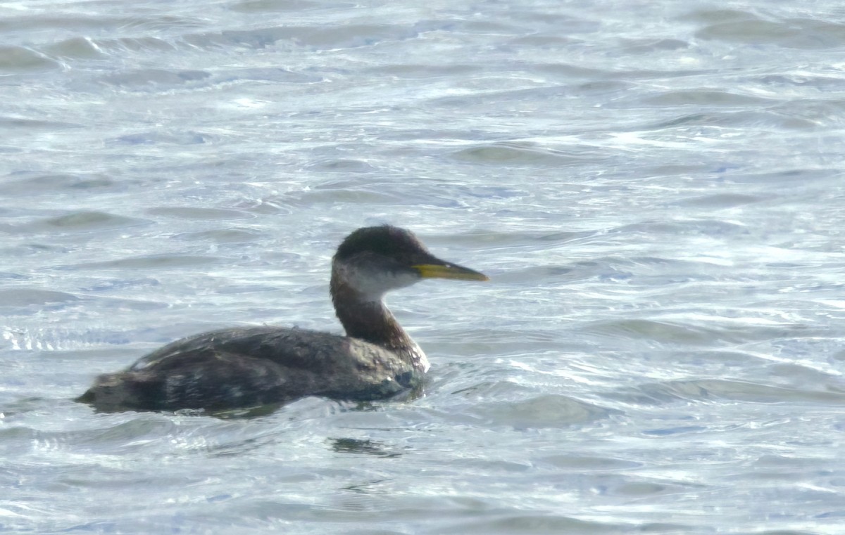 Red-necked Grebe - ML645827875