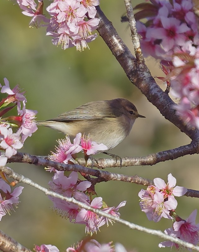 brunsanger - ML645827876