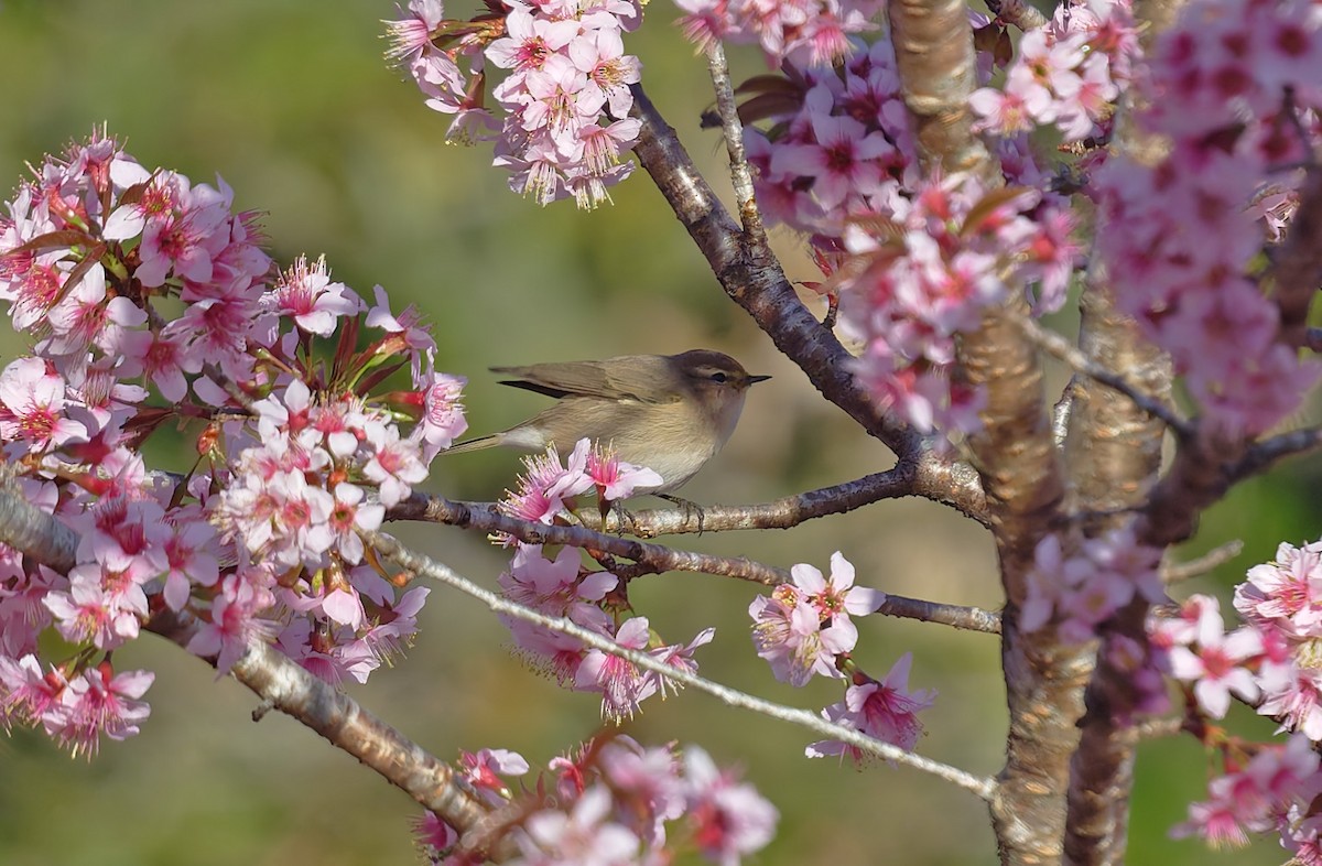 brunsanger - ML645827877