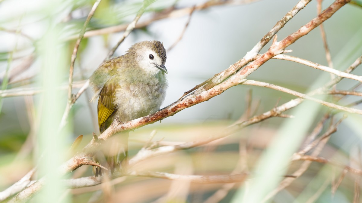 hvitfjesbylbyl - ML645827878