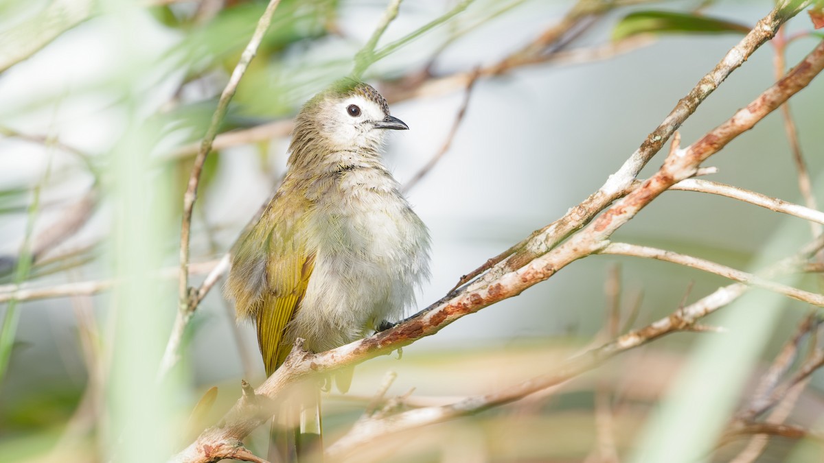 hvitfjesbylbyl - ML645827879